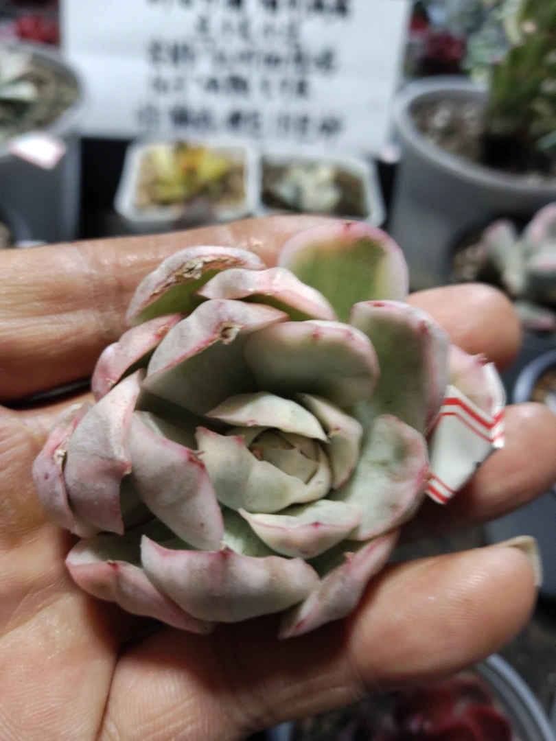 非偏远18包邮  一物一拍   A57草莓蛋糕锦头盖
