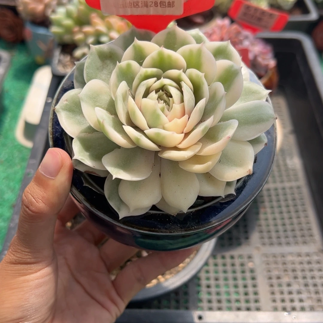 表妹精品多肉植物1082.
