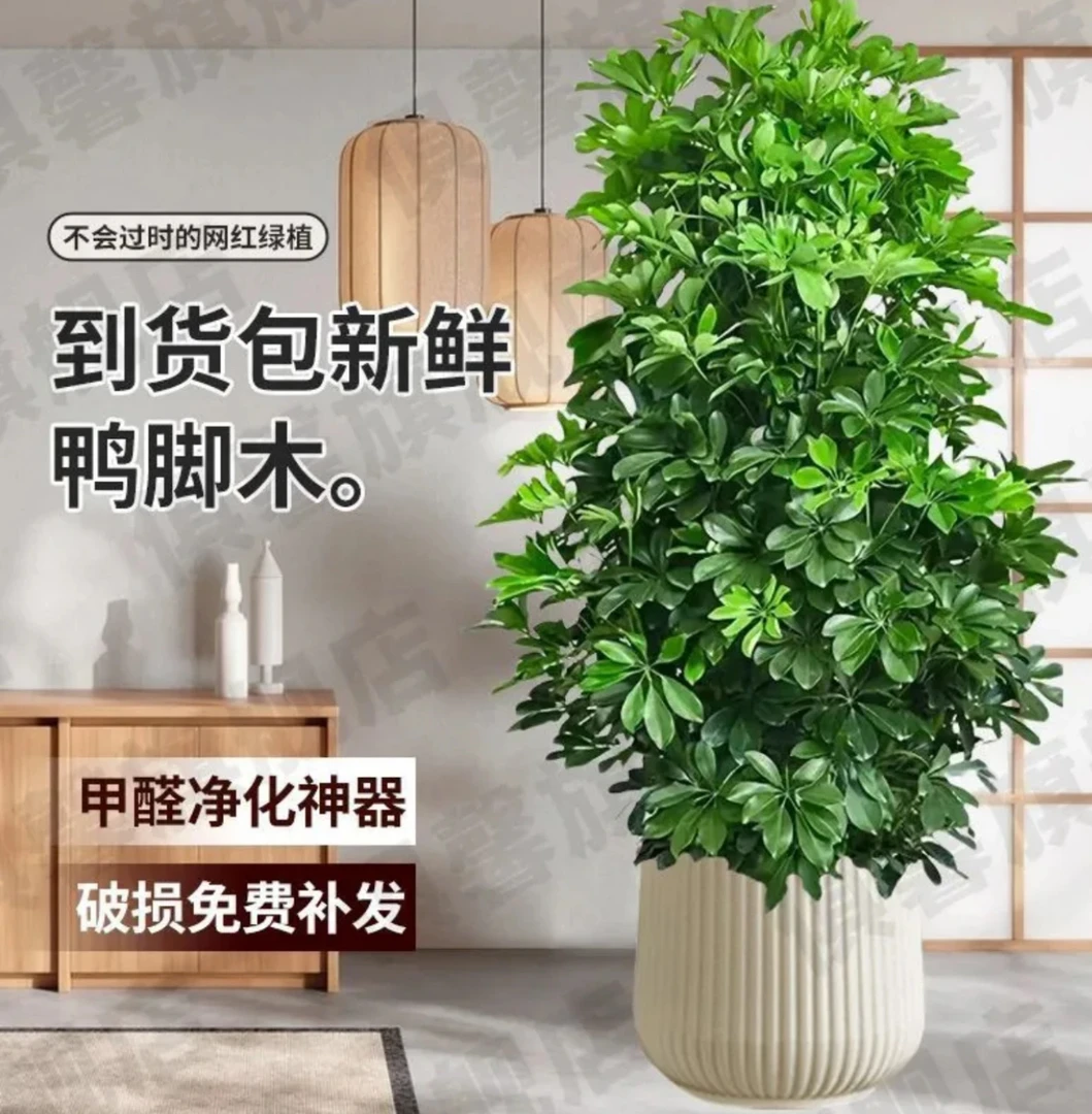 顺丰包邮八方来财鸭脚木大型绿植室内外花卉四季常青好养净化空气