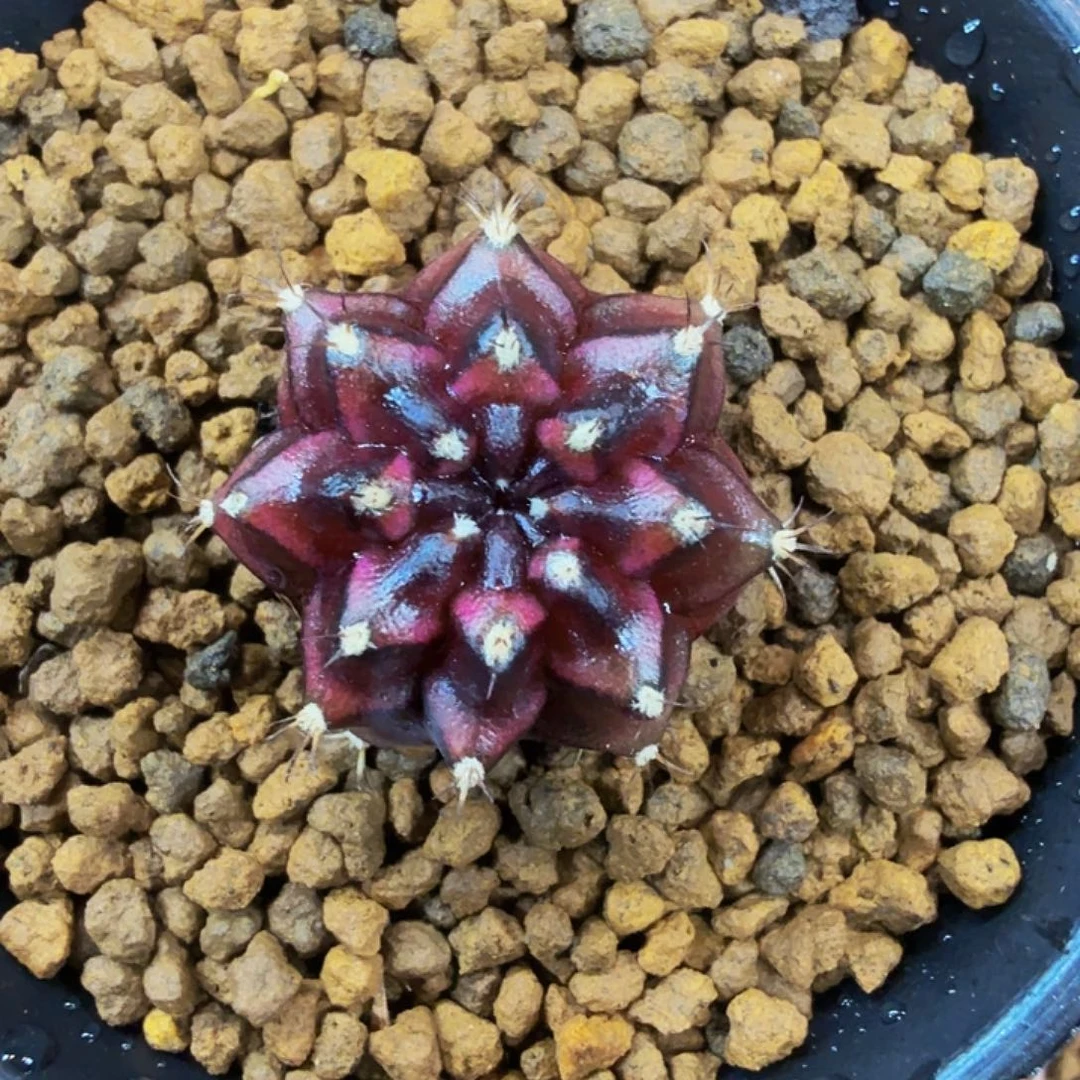 当前无花朵，栽培后可花朵