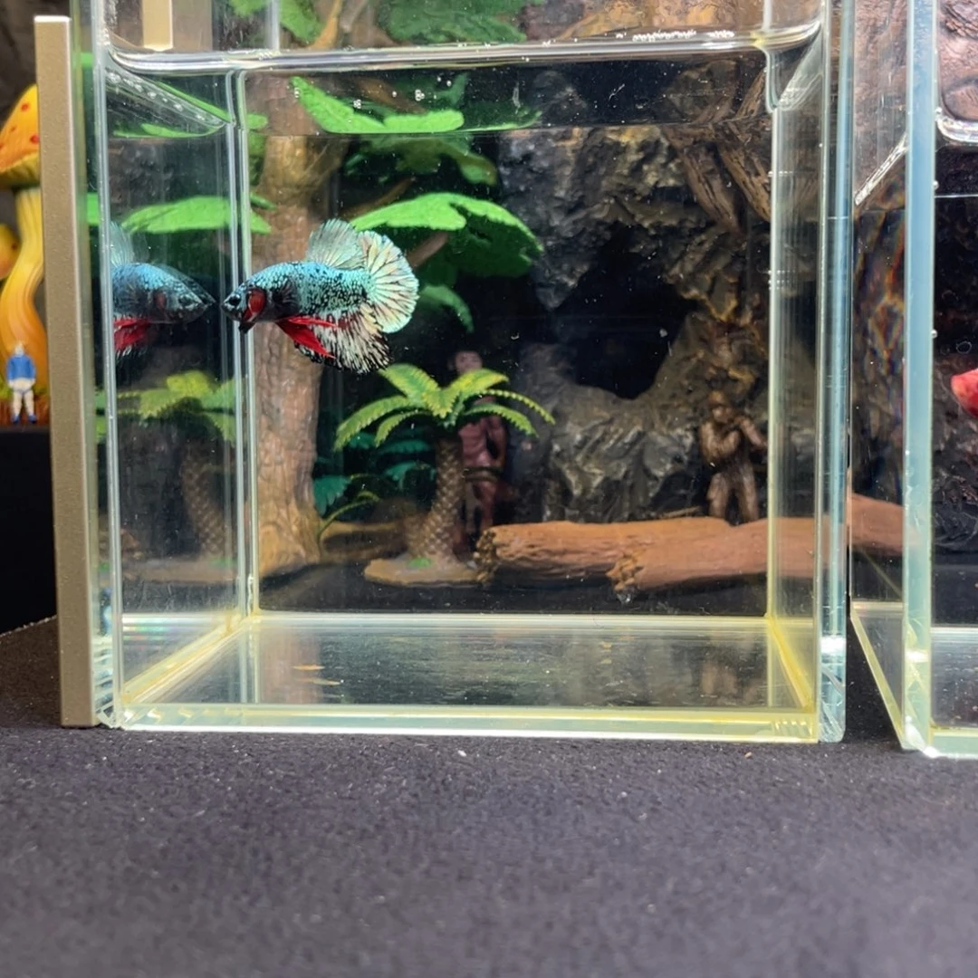 斗鱼十一月二十二日竞价