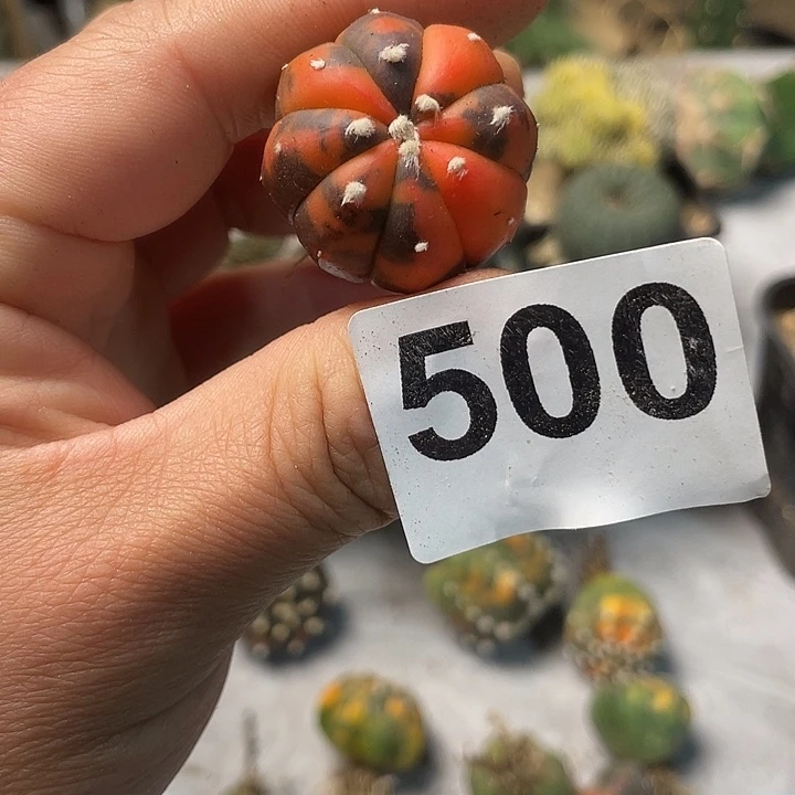 完全开放500红兜一个