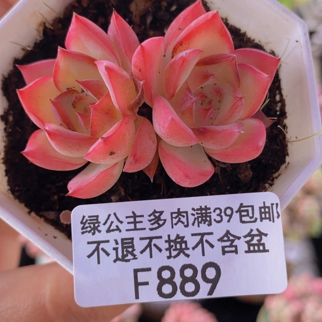法兰西玫瑰5cm889多肉植物