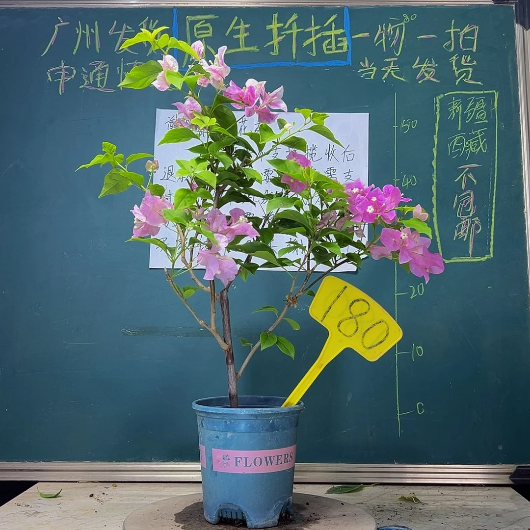 当前无花栽培后可以开花  广红樱  180