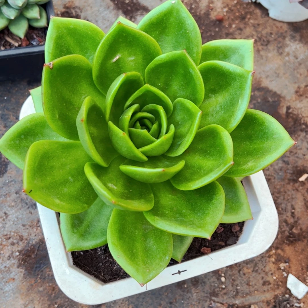 阳***～多肉植物组合盆栽16.8