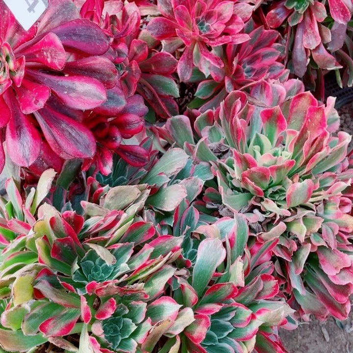 多肉植物组合434