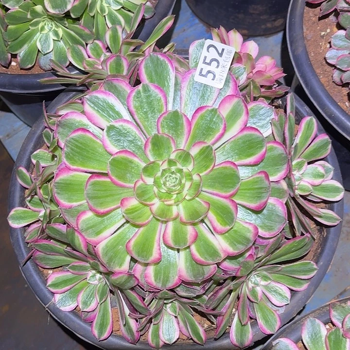 552孔雀翎诺米多肉法师锦不包侧枝断枝