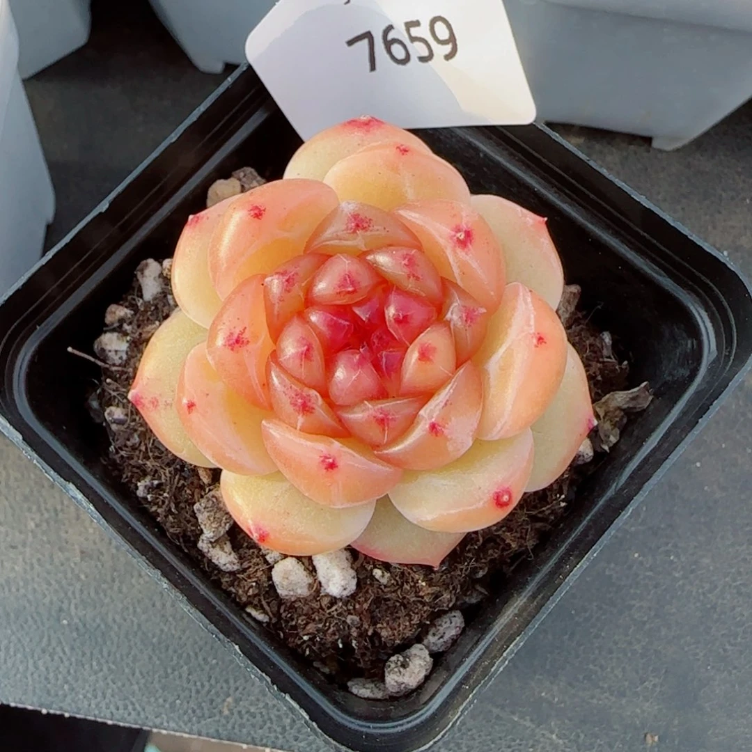 拿铁奶沫，7659多肉植物