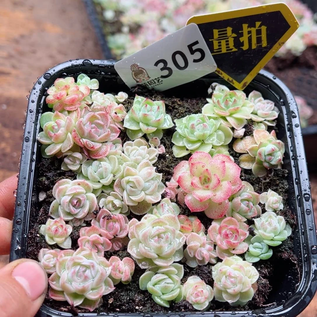 多肉植物多肉植物