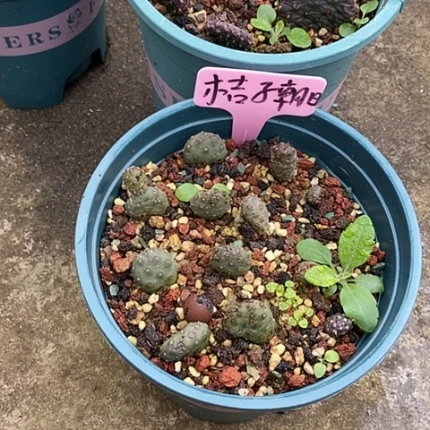 简***单仙人掌桔子朝日、变色朝日各一颗