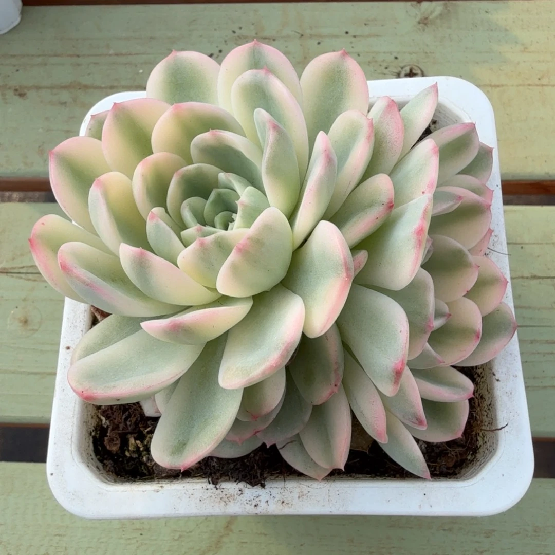 茉莉花锦锦上园艺一物一拍