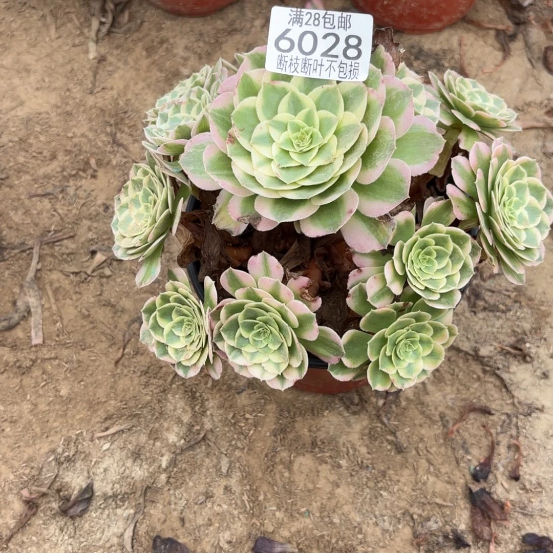 M. 6028海王多肉，bale
