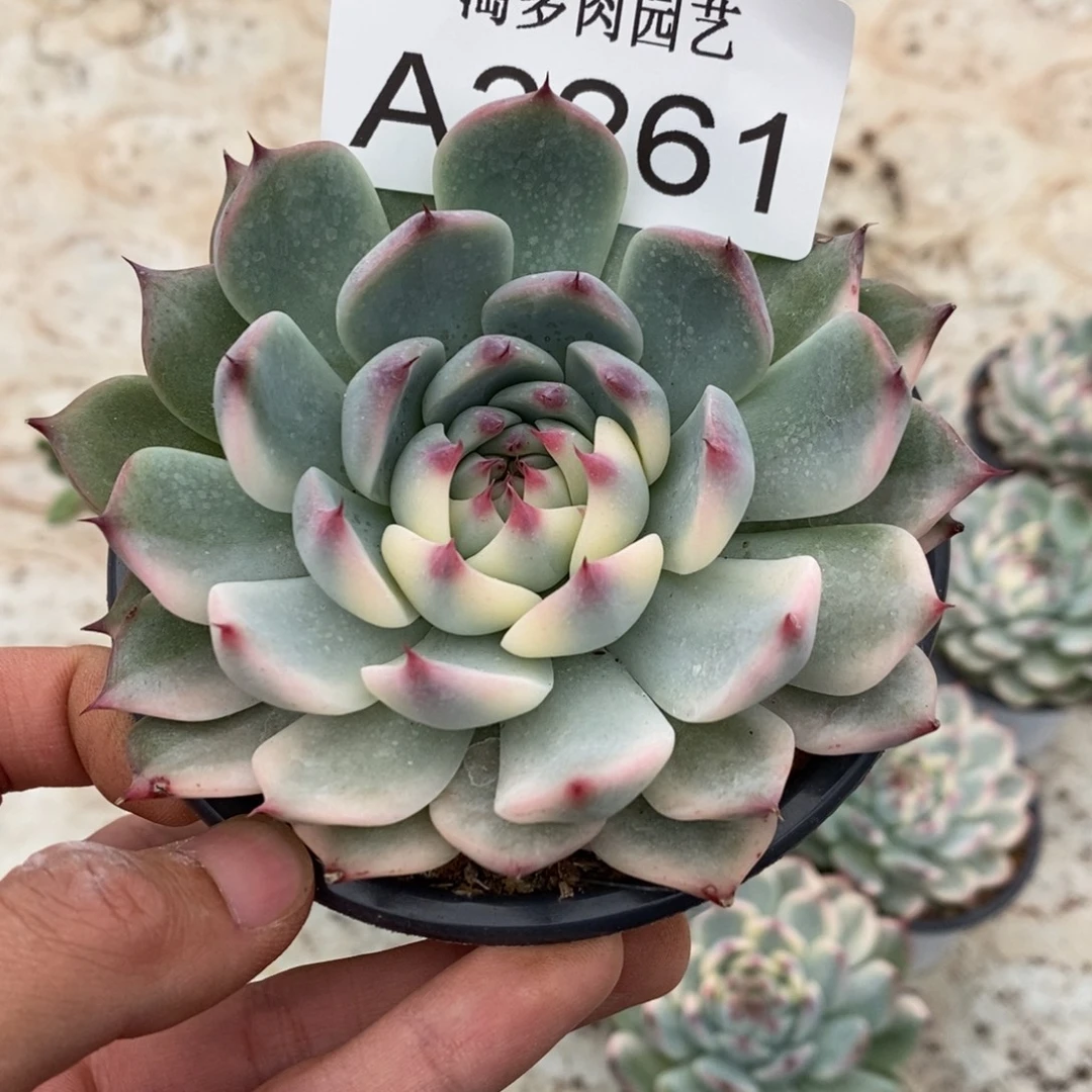 吉娃娃锦多肉植物A3261