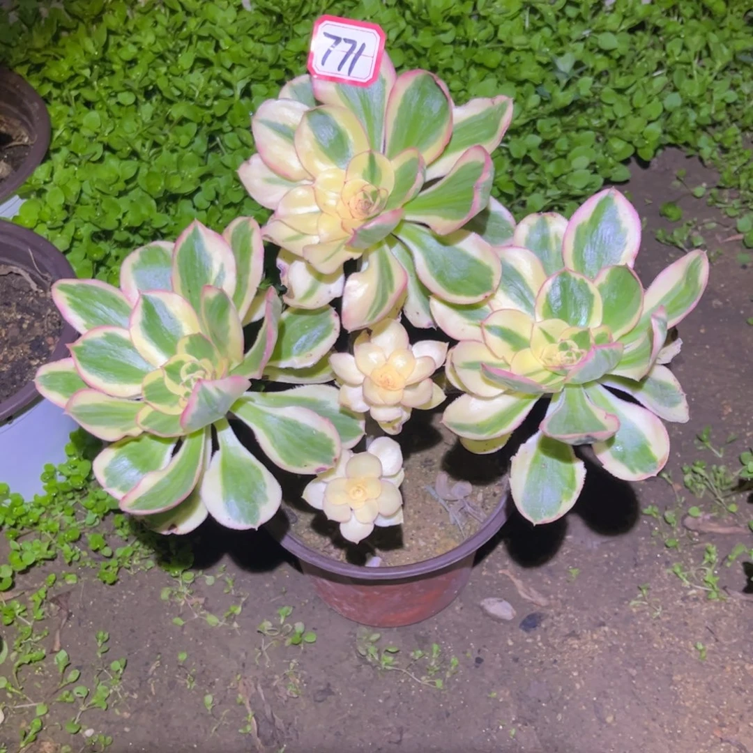 771多肉植物燕姿锦