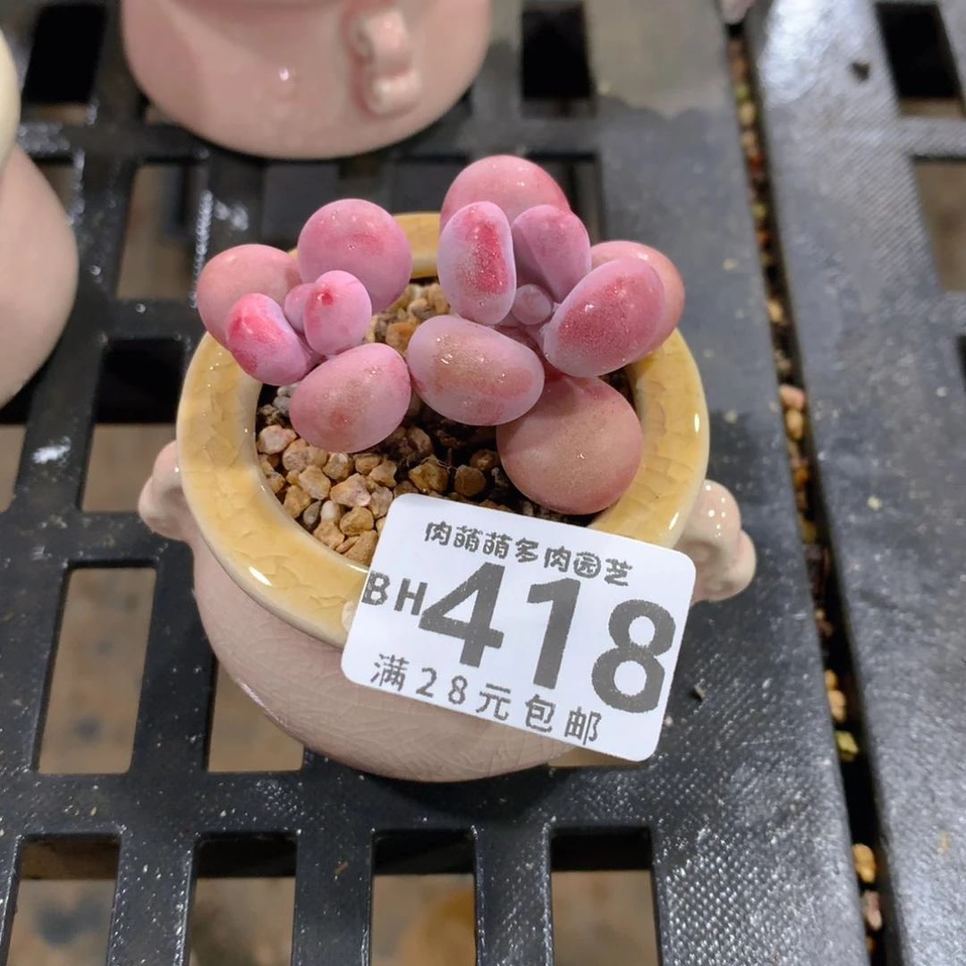 肉萌萌5cm拇指盆精控多肉BH418