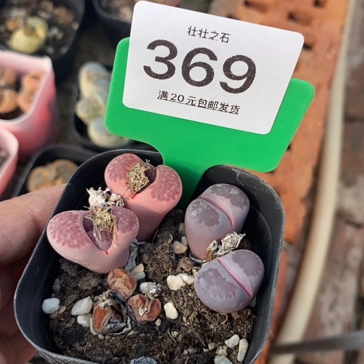 吃***姐369生石花小苗