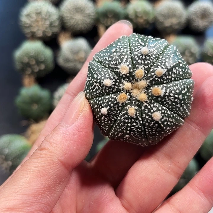 实生奇迹细雪毛羽立