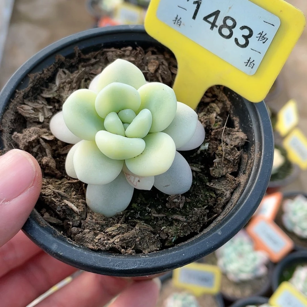 【闪购商品】1483号