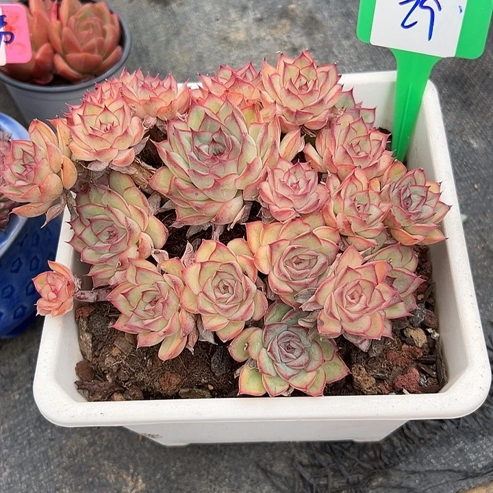 29荷花带盆一个多肉