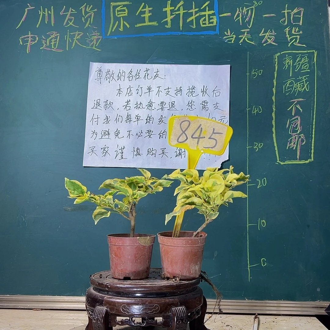 当前无花栽培后可以开花橙冰掌中宝 金边黄掌中宝 845