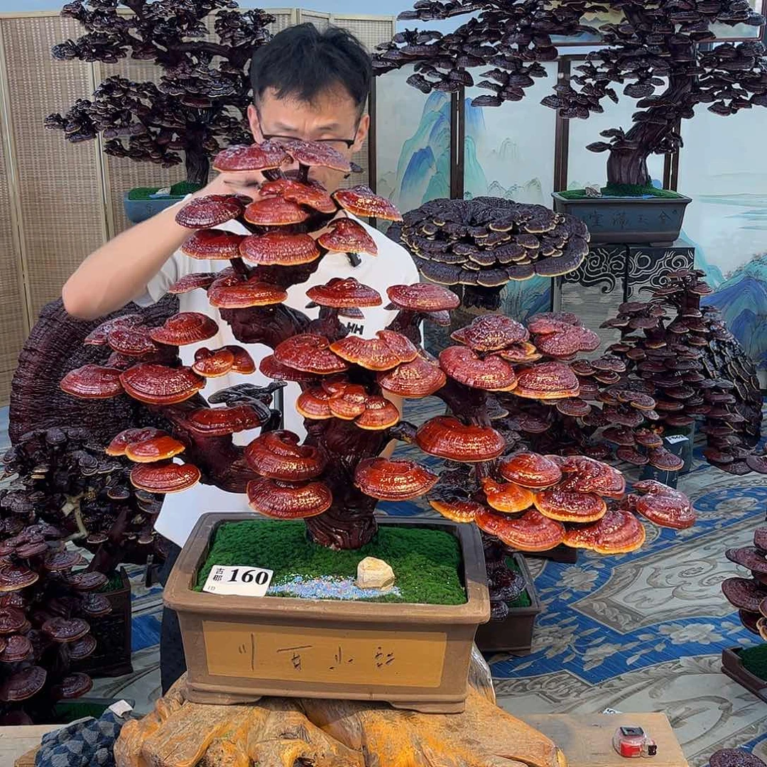 无花朵88888888888888888