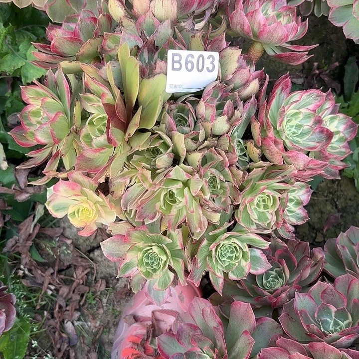 水蜜桃8-43-603偏远不包邮