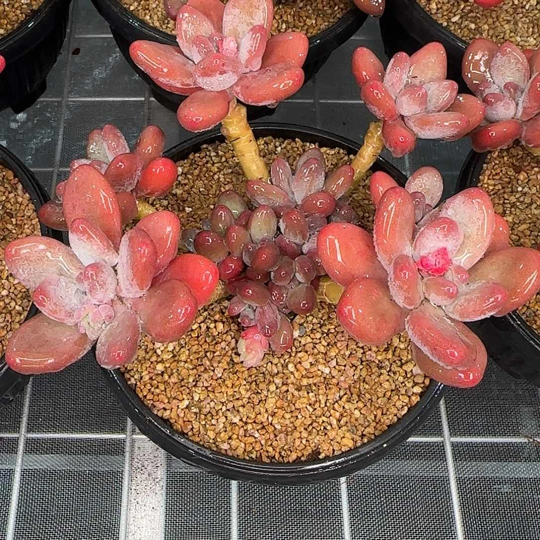 从前慢花园精选苹果奶