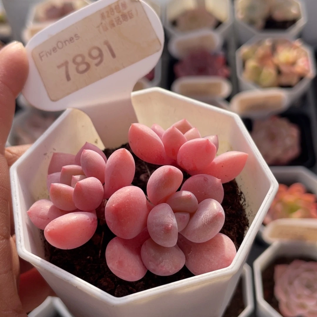 白鹭7891-6.0厘米