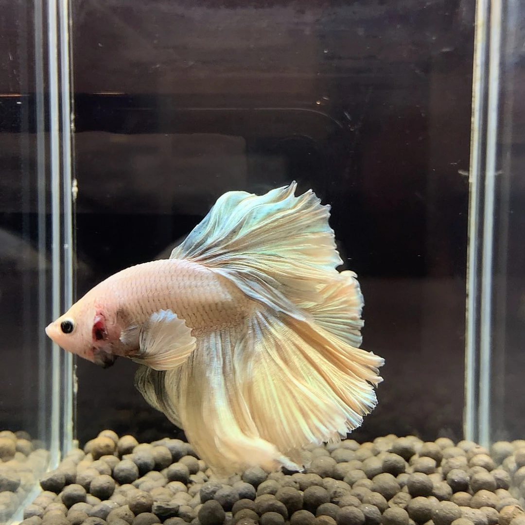 海水鱼七弟泰国斗鱼9