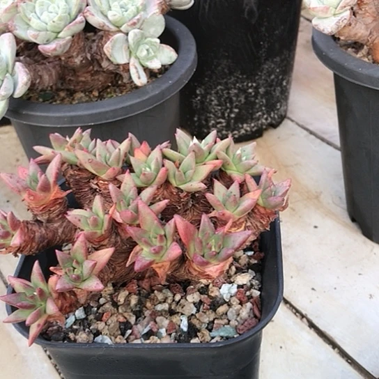 韩货绿菊仙女棒杯