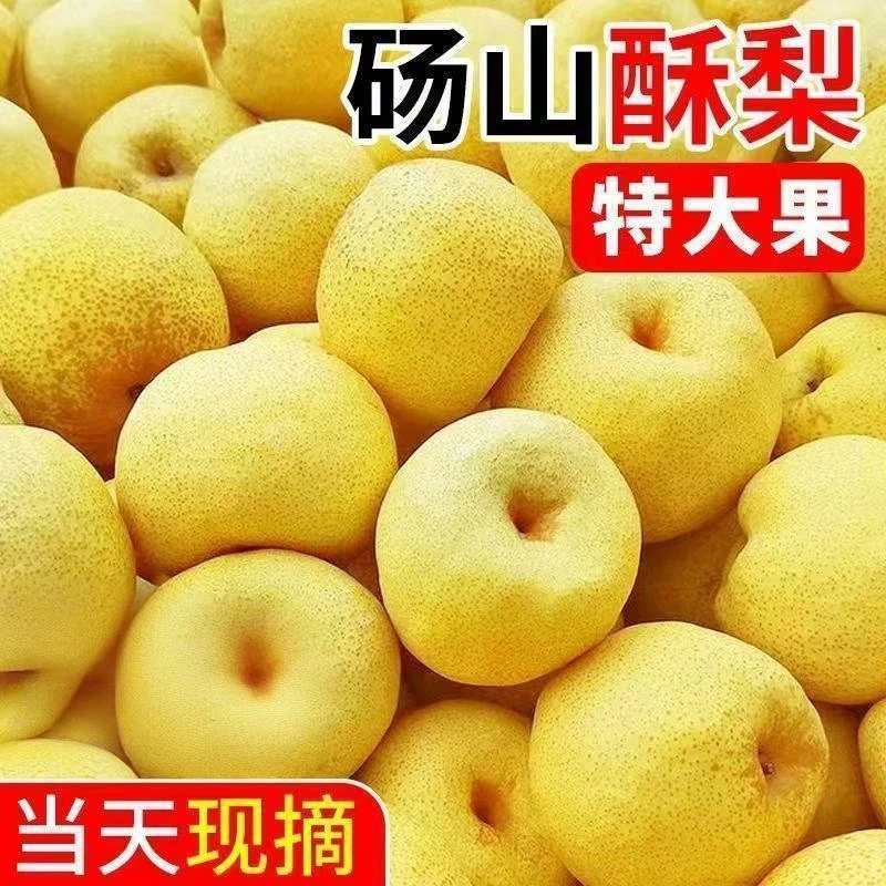 砀山酥梨现摘新鲜当季水果皮薄多汁爆甜脆香