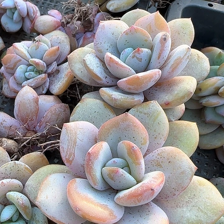 青蛙王子儿童牙膏111