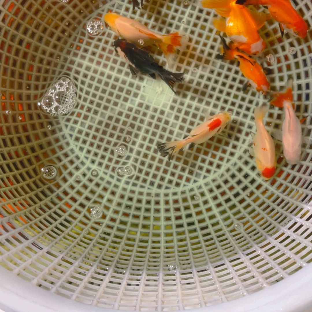 海水鱼花泰狮金鱼20