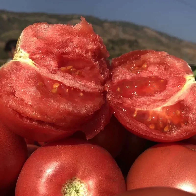 云南露天西红柿普罗旺斯新鲜生吃软糯酸甜