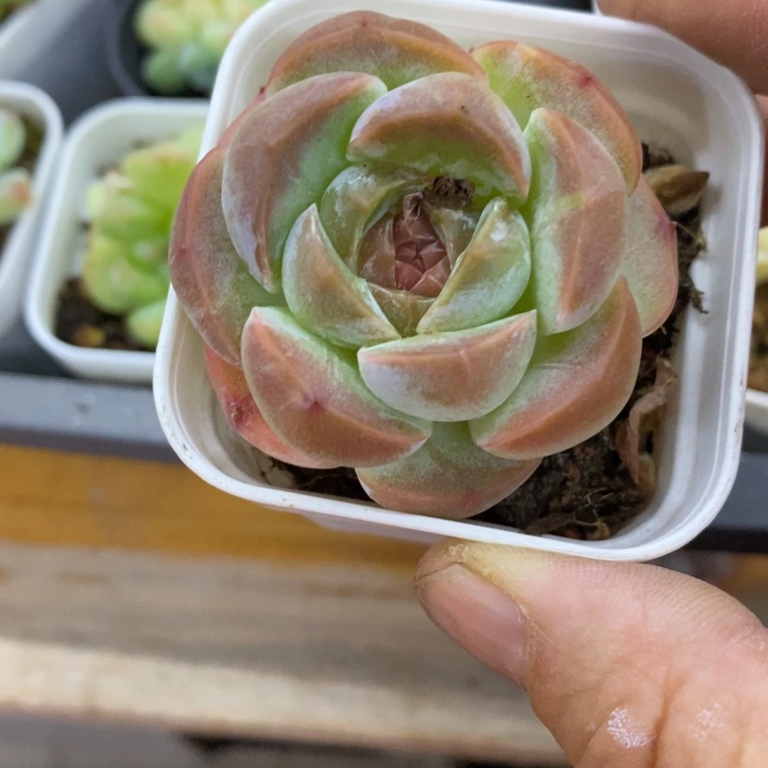 精品多肉一物一拍不包整122