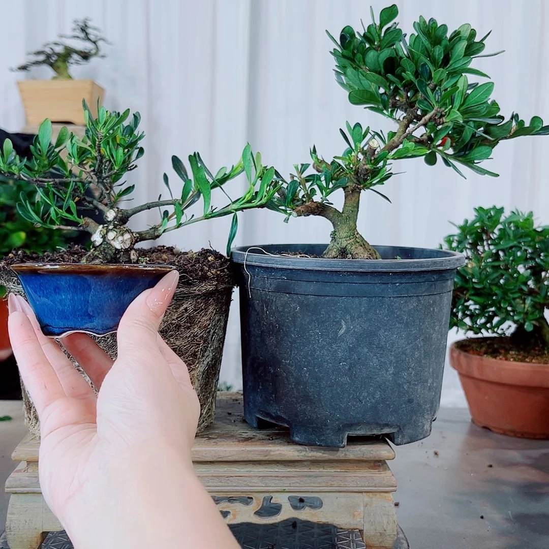 C***X潮州小菊，潮珠栀子花