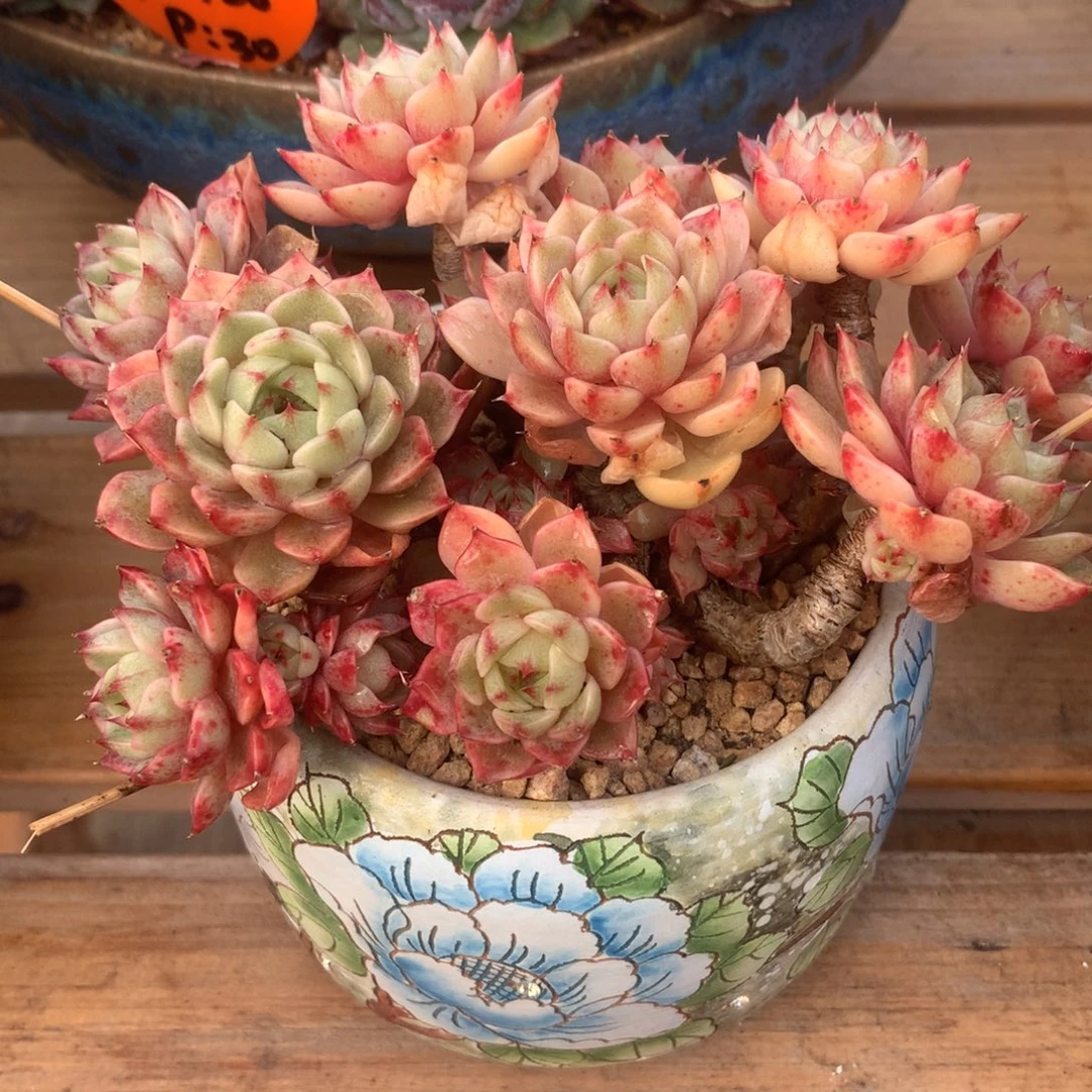 本吧啊啊啊啊啊啊啊