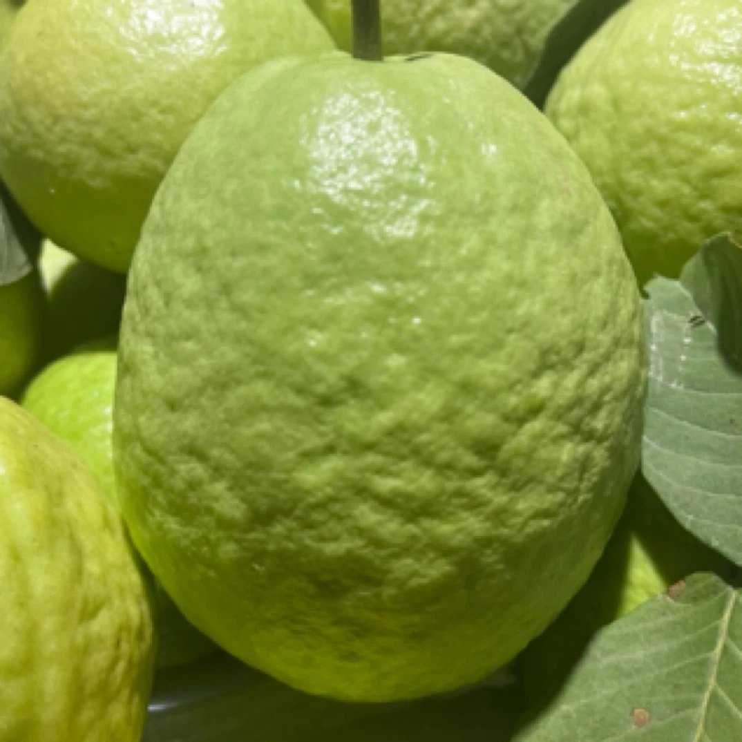 河南番石榴500g脆甜可口淡村水果行548号新鲜