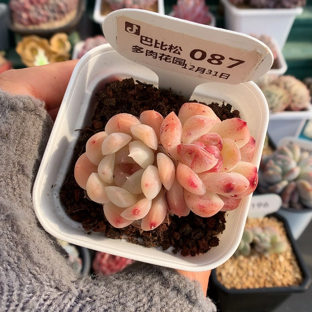 078异色双头糖心石化多肉植物