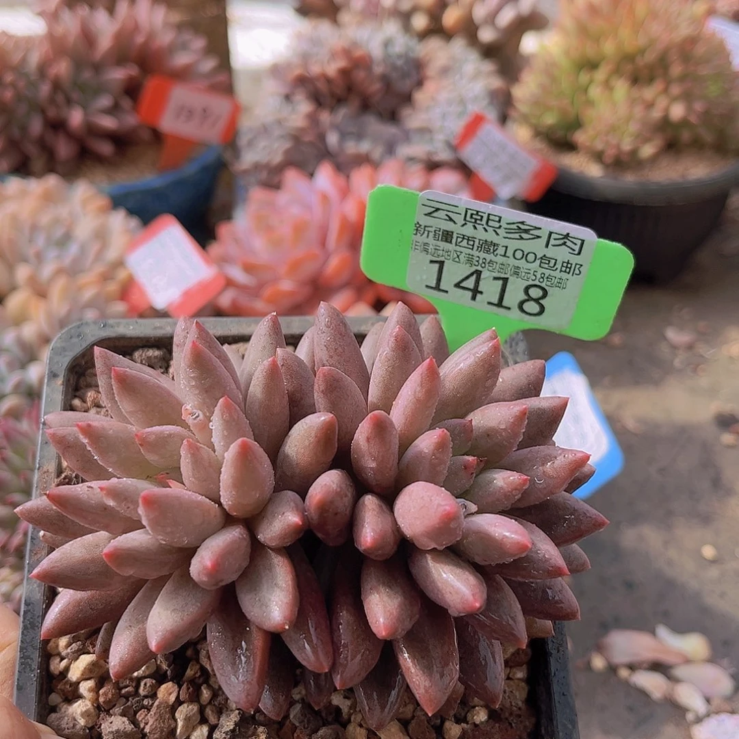 1418红蜻蜓多肉植物