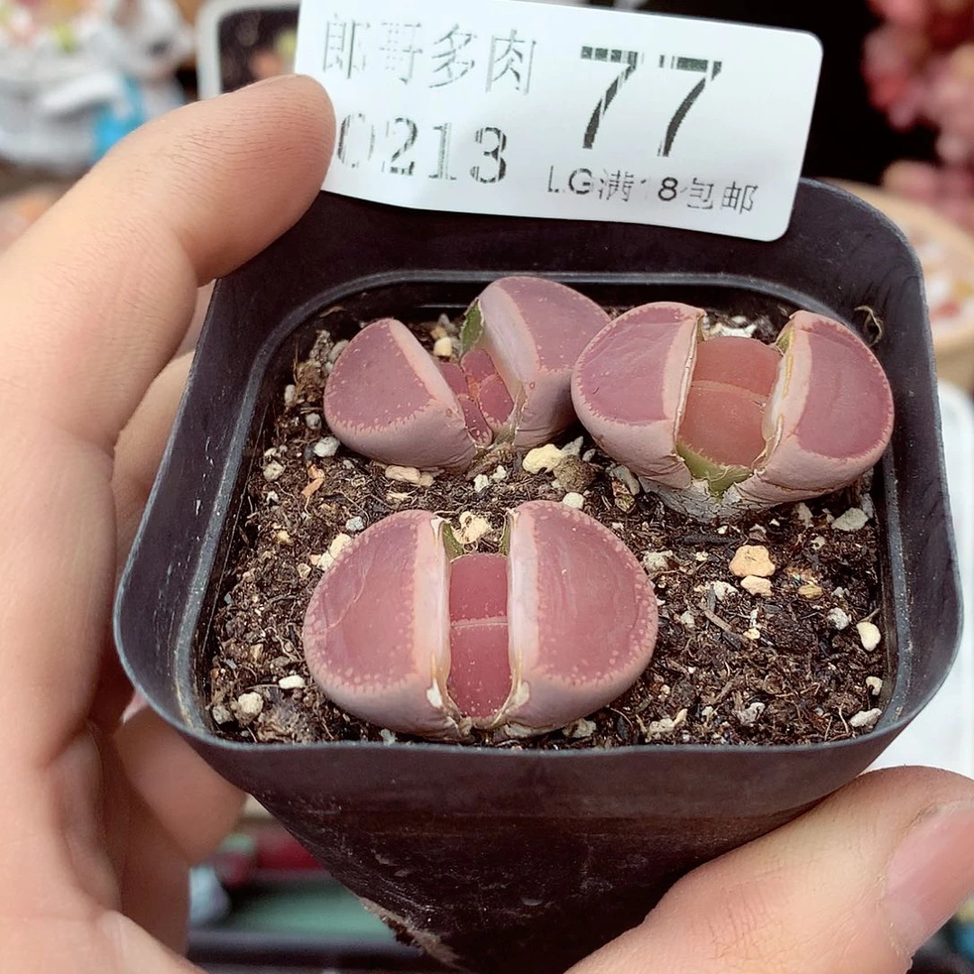 郎哥多肉生石花13-77
