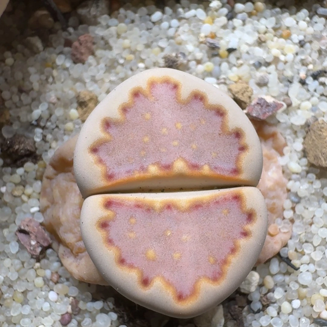 昨****来 0306-75饼干编号216