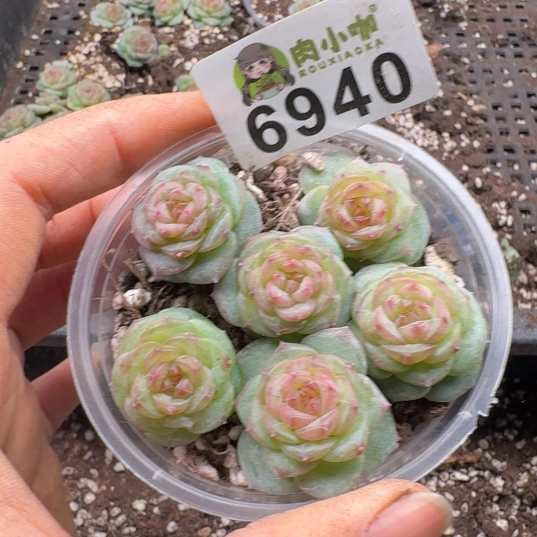 多肉植物多肉植物