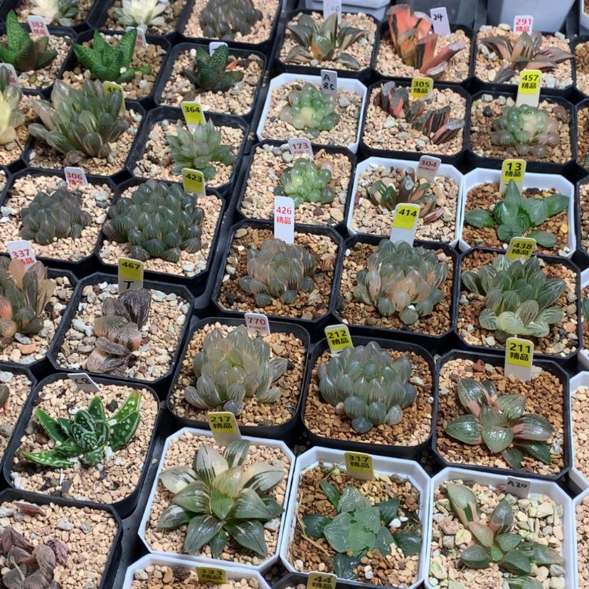 【闪购商品】?*俗巴蜀