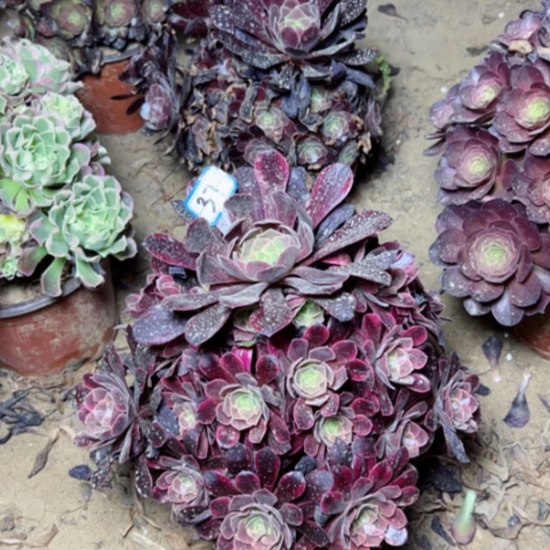 【闪购商品】多肉植物爱神37