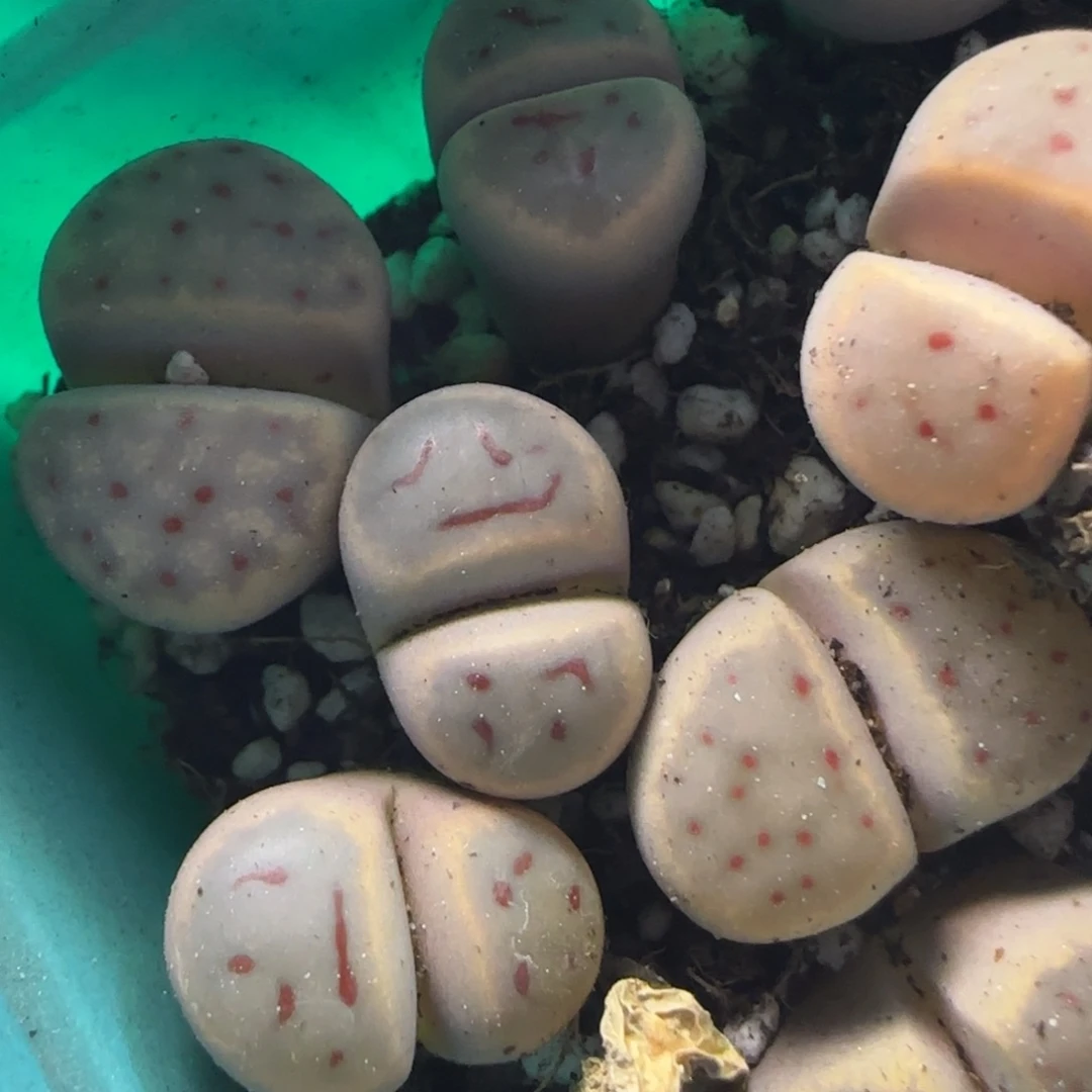 1。12。7023。囧 笑脸。 上播福利。