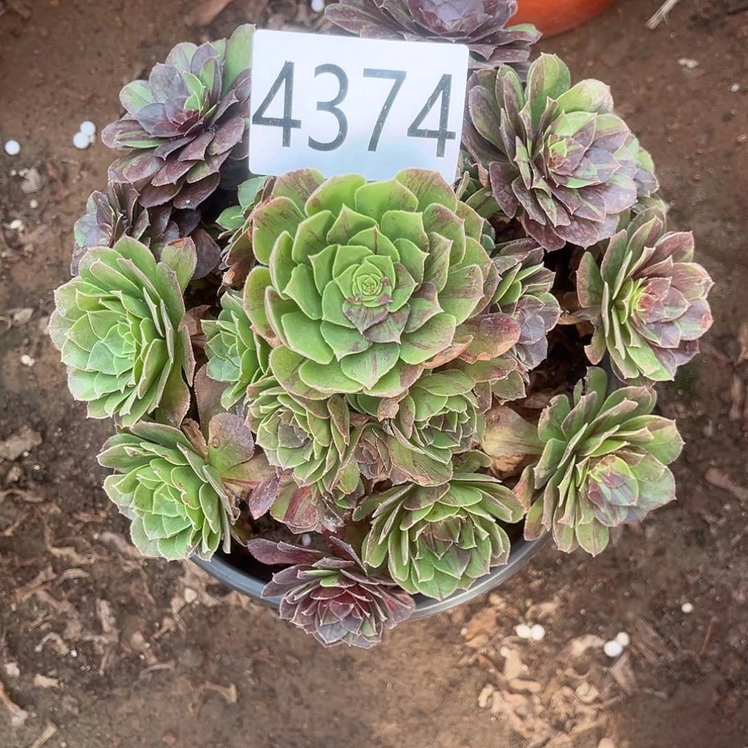 4374花月夜多肉植物