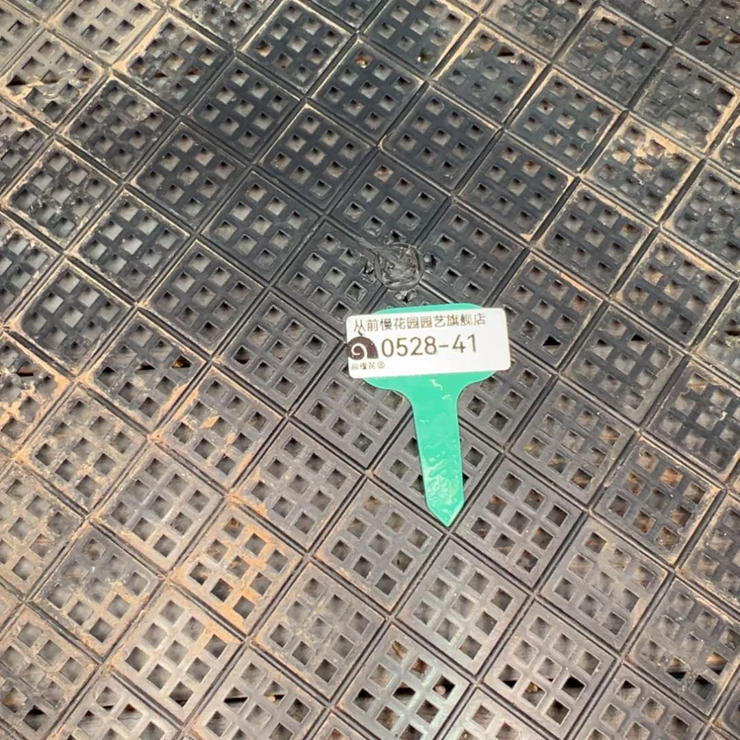 从前慢多肉精选0528.41