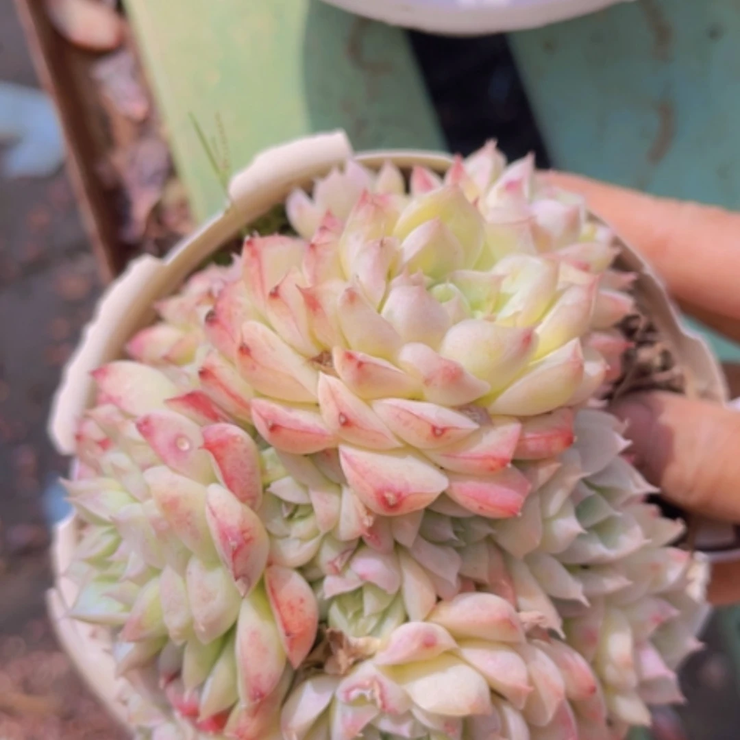 【闪购商品】桃熏女王05120