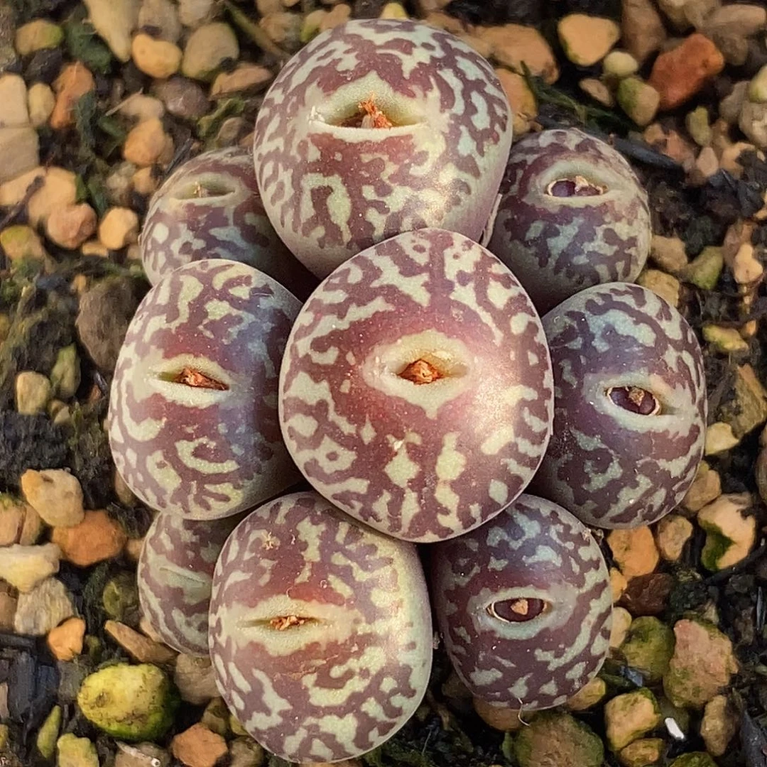 RR714 一颗9 头 一物一拍